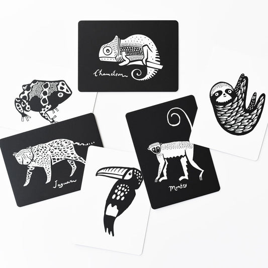 Art Cards for Baby - Rainforest Collection